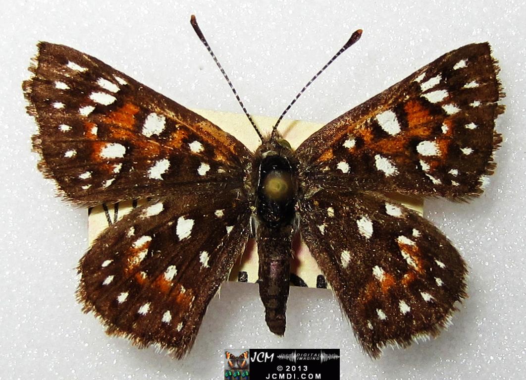 Apodemia mormo virguilti (Behr's Metalmark) images